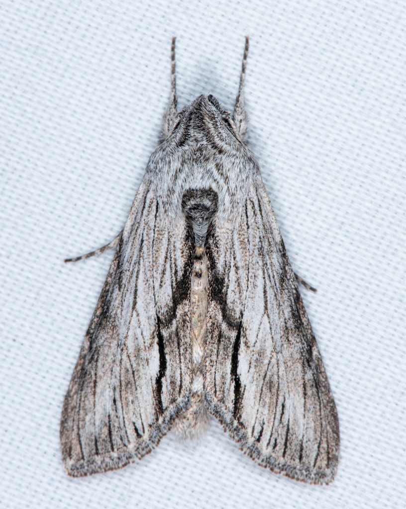 Cucullia eulepis, California species