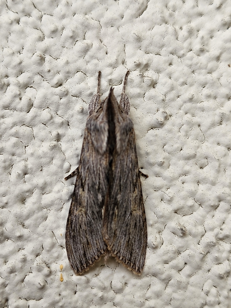 Cucullia serraticornis, California species