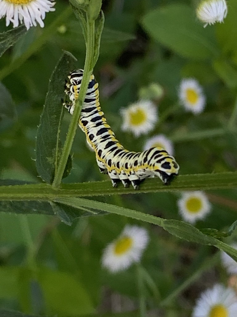 Cucullia speyeri (Speyer's Hooded Owlet), California species