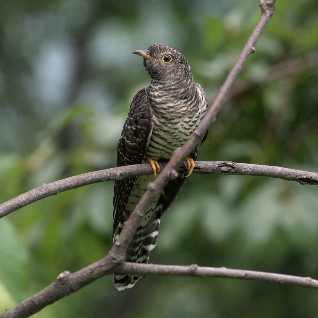 Cuculus canorus (Common Cuckoo), California species