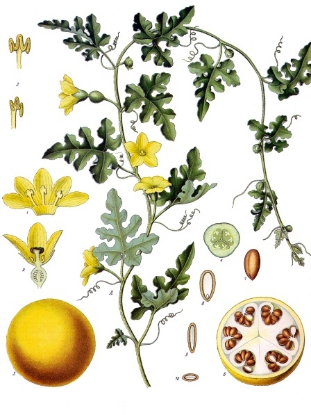 Cucumis melo var. dudaim (Dudaim melon), non-native California annual