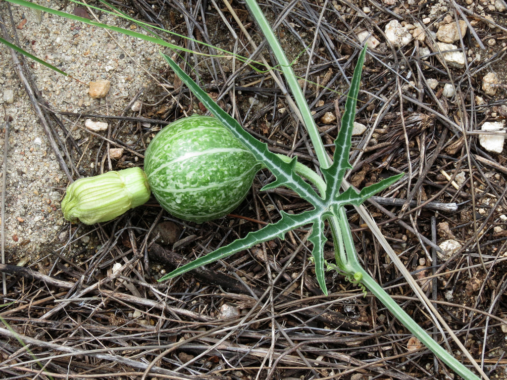 Cucurbita digitata (Finger-leaved gourd), native California vine