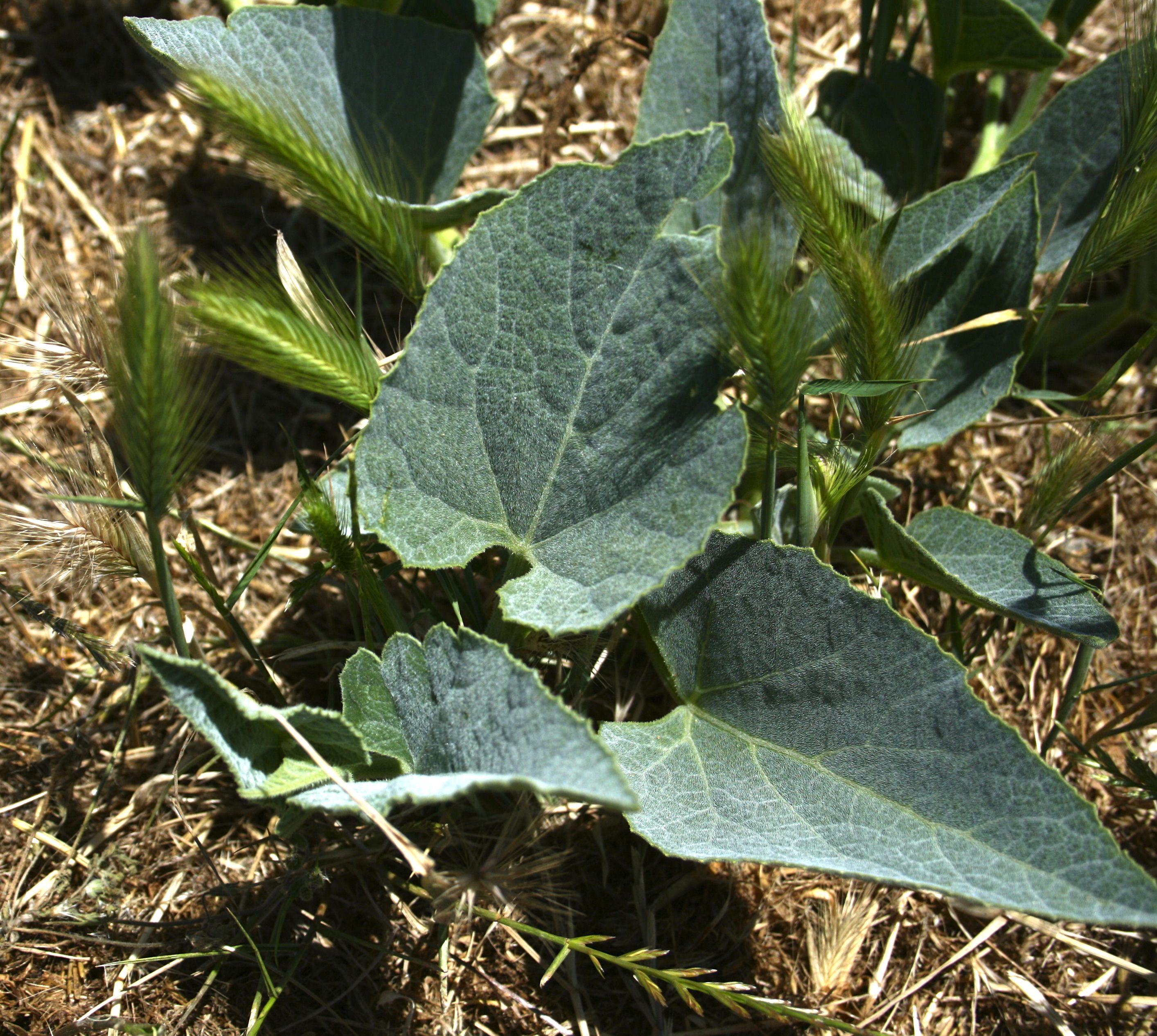 Cucurbita foetidissima (Buffalo gourd), native California vine