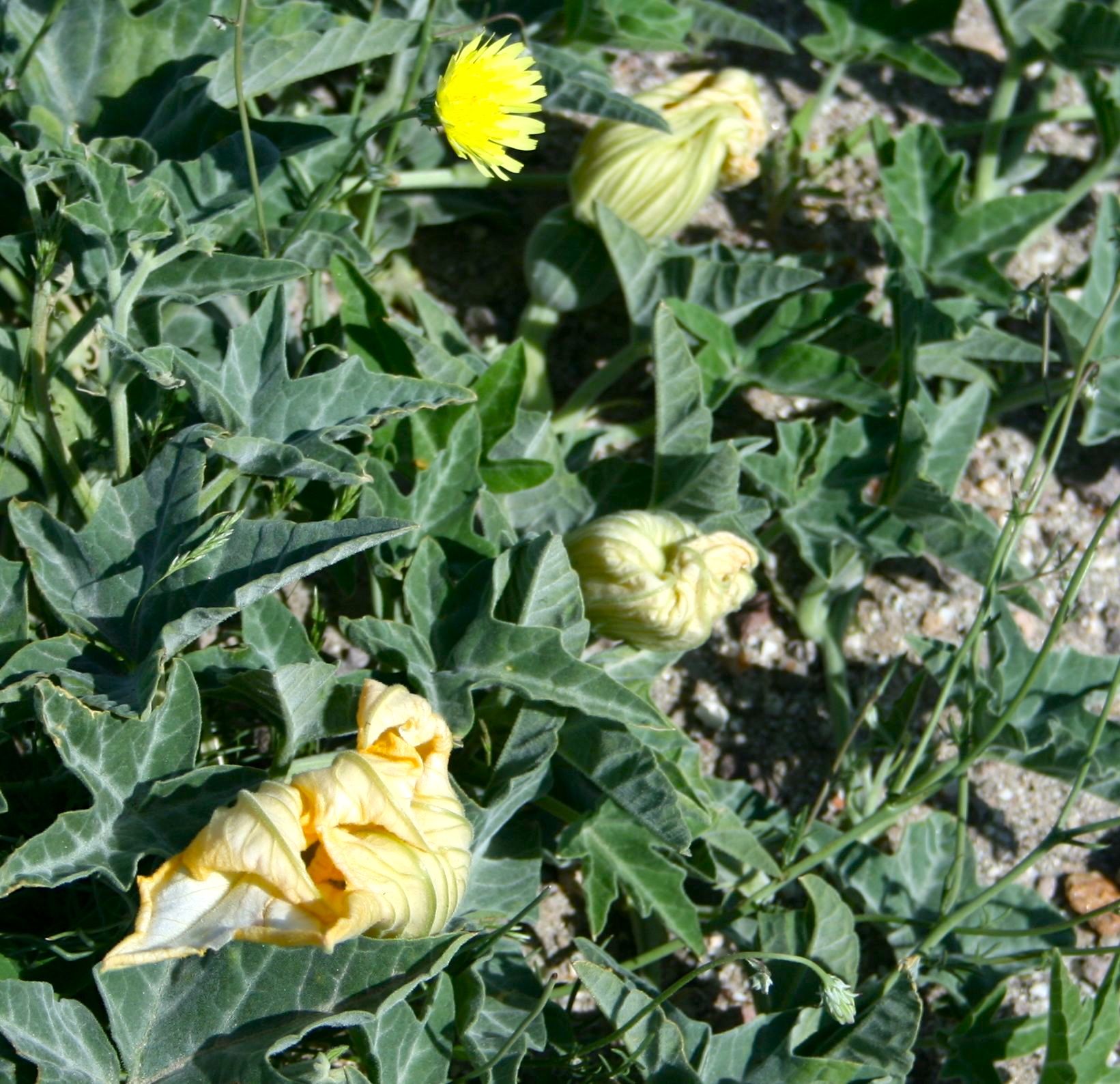 Cucurbita palmata (Coyote melon), native California vine