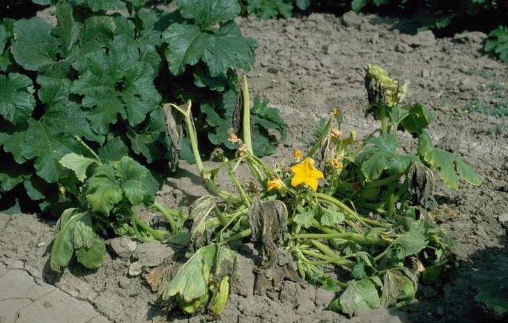 Cucurbita pepo var. pepo (Calabaza), non-native California vine