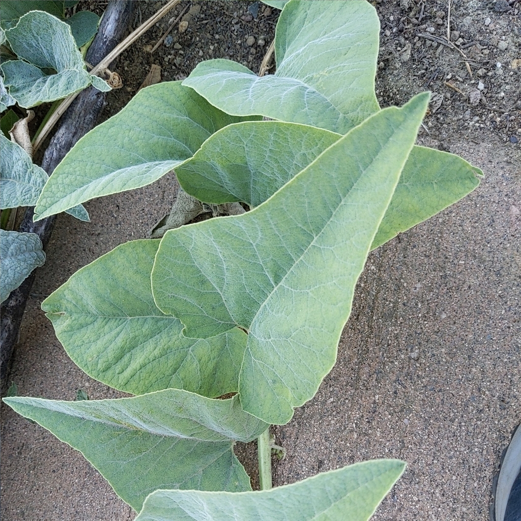 Cucurbita sp. (Gourd), non-native California perennial