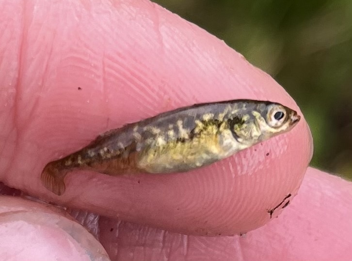 Culaea inconstans (Brook stickleback), California species
