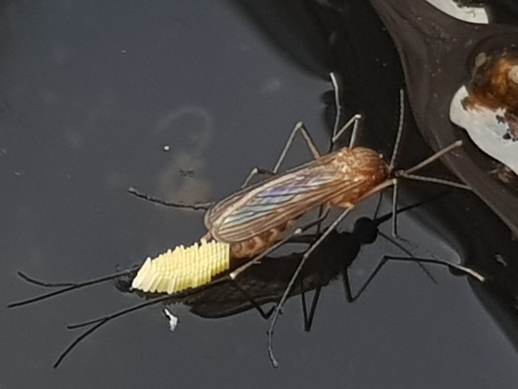 Culex quinquefasciatus (Southern House Mosquito), California species