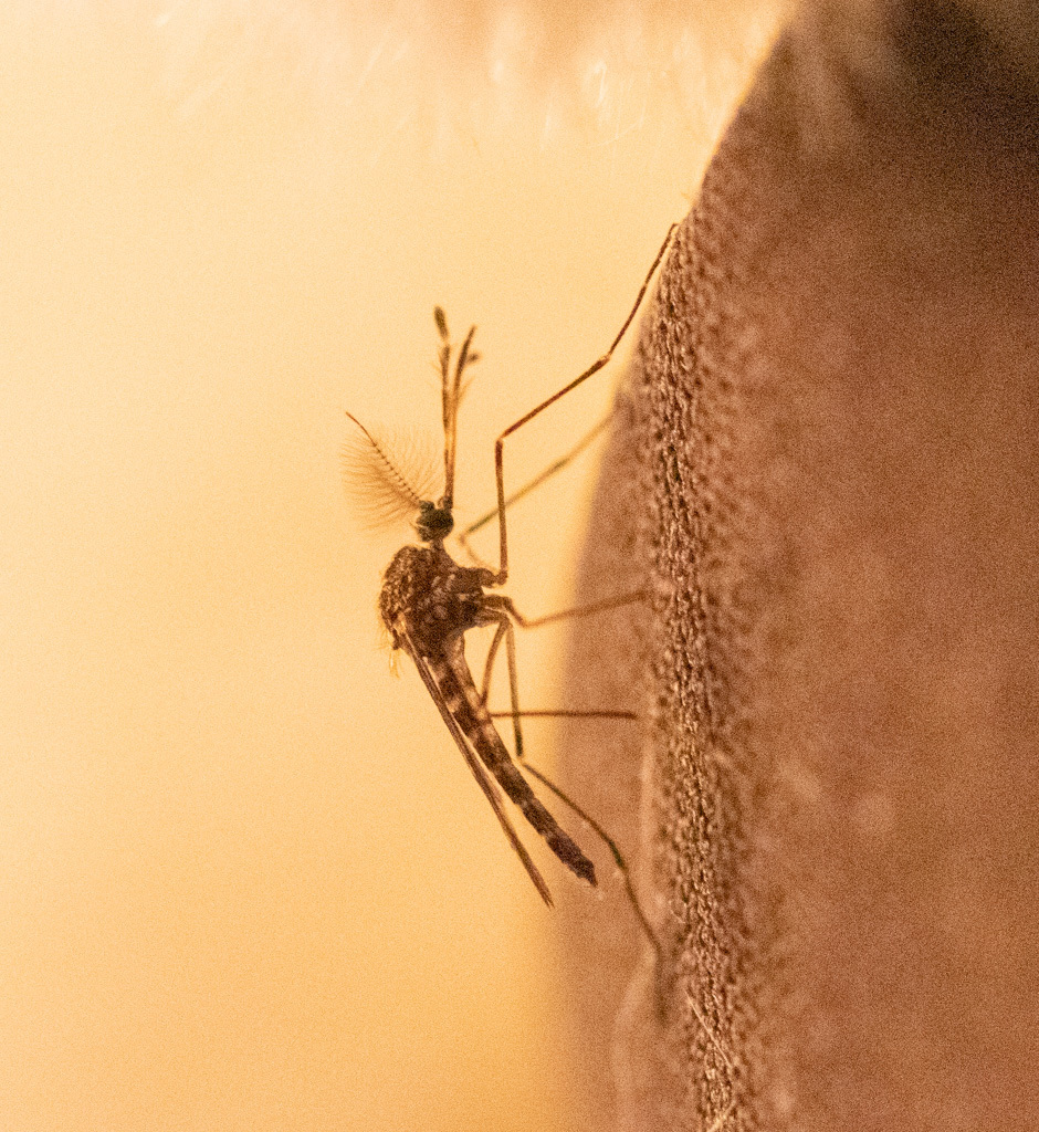 Culiseta incidens (Cold Weather Mosquito), California species