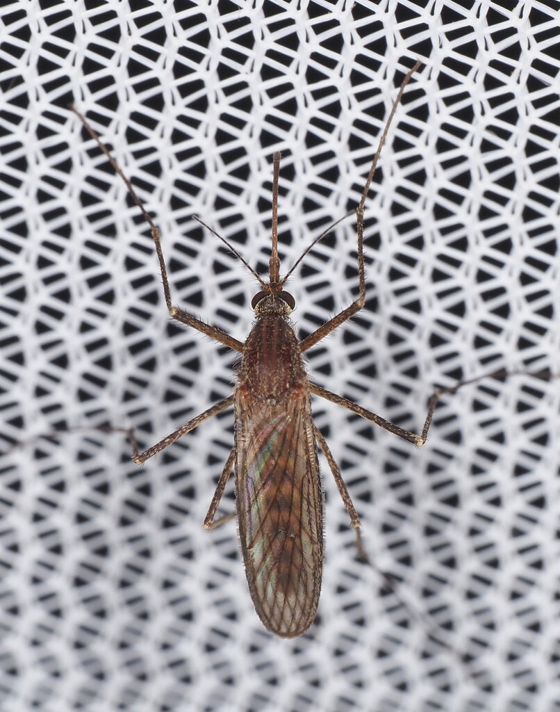 Culiseta inornata (Winter Marsh Mosquito), California species