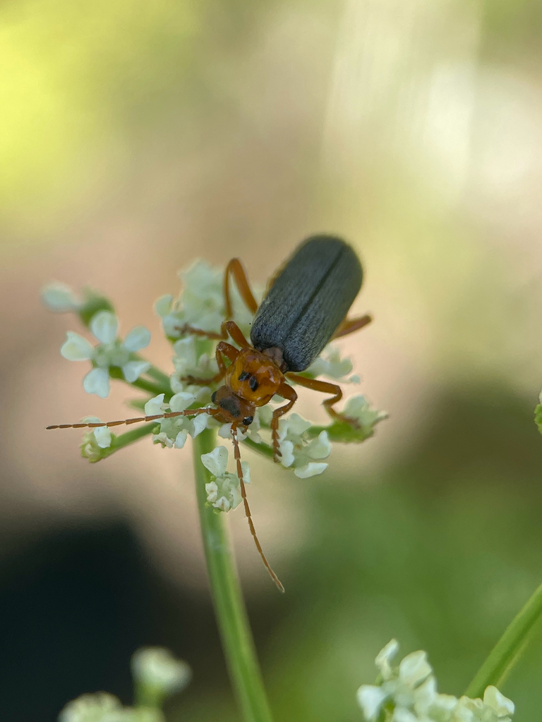 Cultellunguis americanus, California species