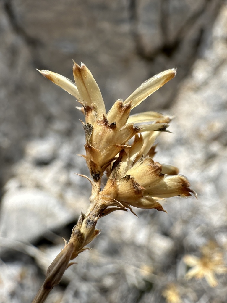 Cuniculotinus gramineus (Panamint rock goldenrod), native California subshrub