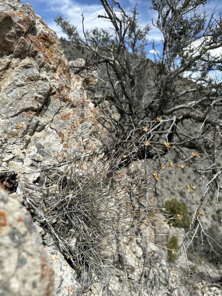 Cuniculotinus sp. (Panamint rock-goldenrod), native California annual