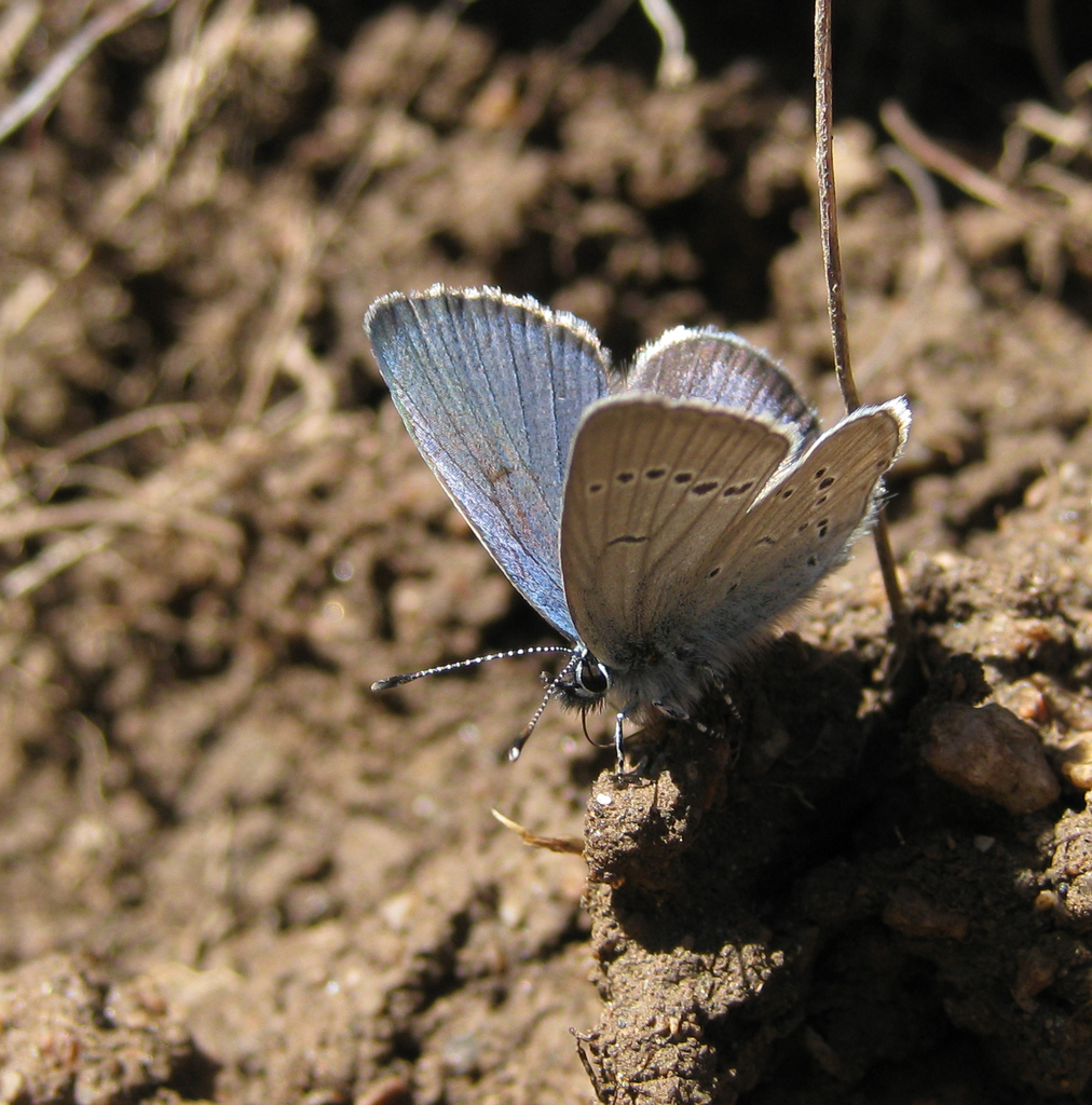 Cupido comyntas (Eastern Tailed-Blue), California species