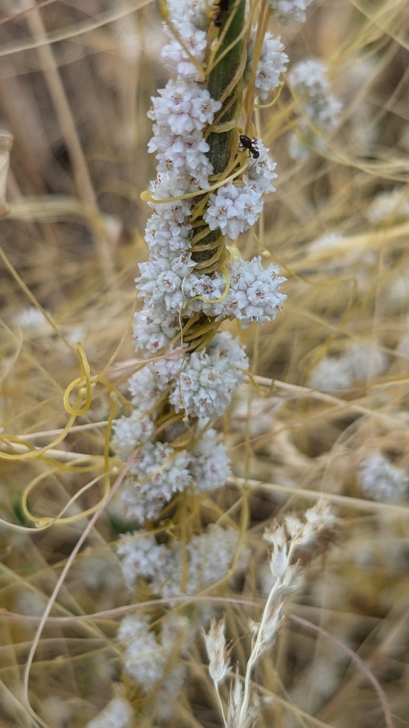 Cuscuta approximata (Alfalfa dodder), non-native California vine