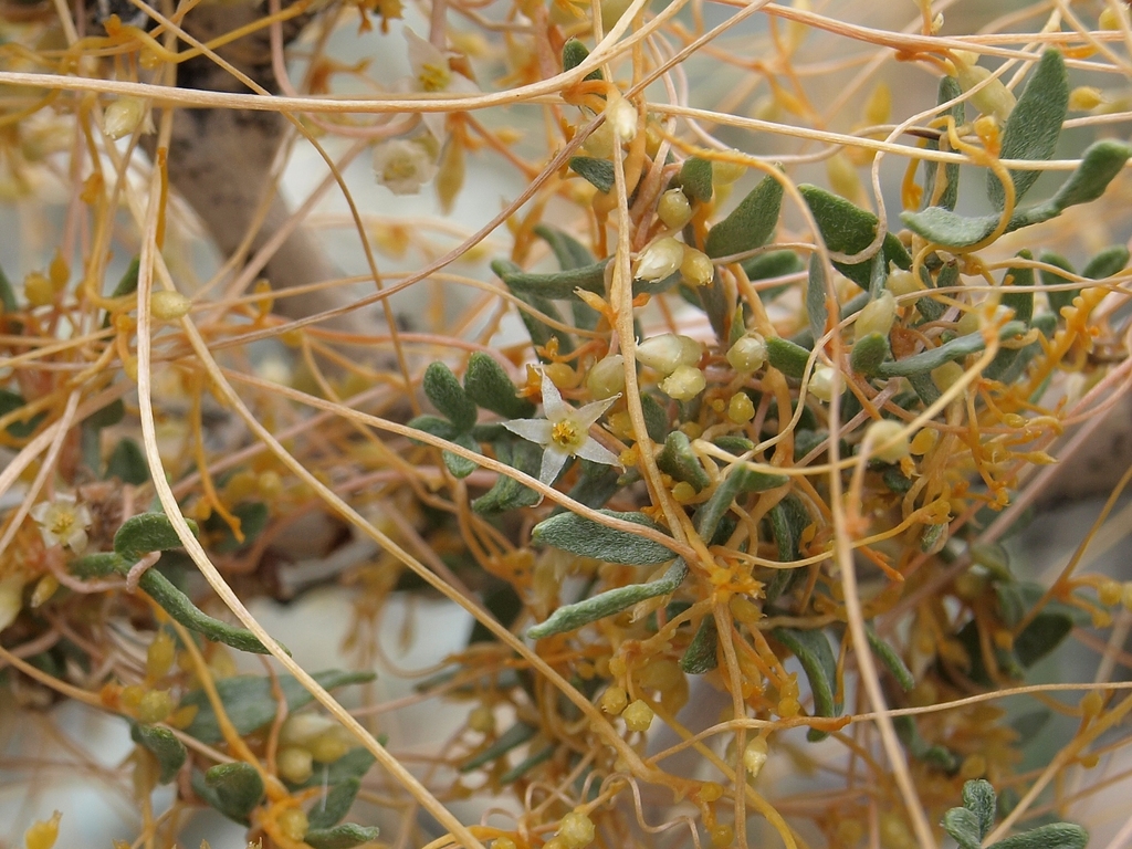 Cuscuta californica var. apiculata (Chaparral dodder), native California vine