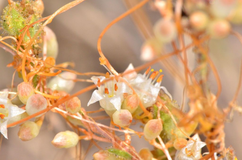 Cuscuta californica var. californica (California dodder), native California vine