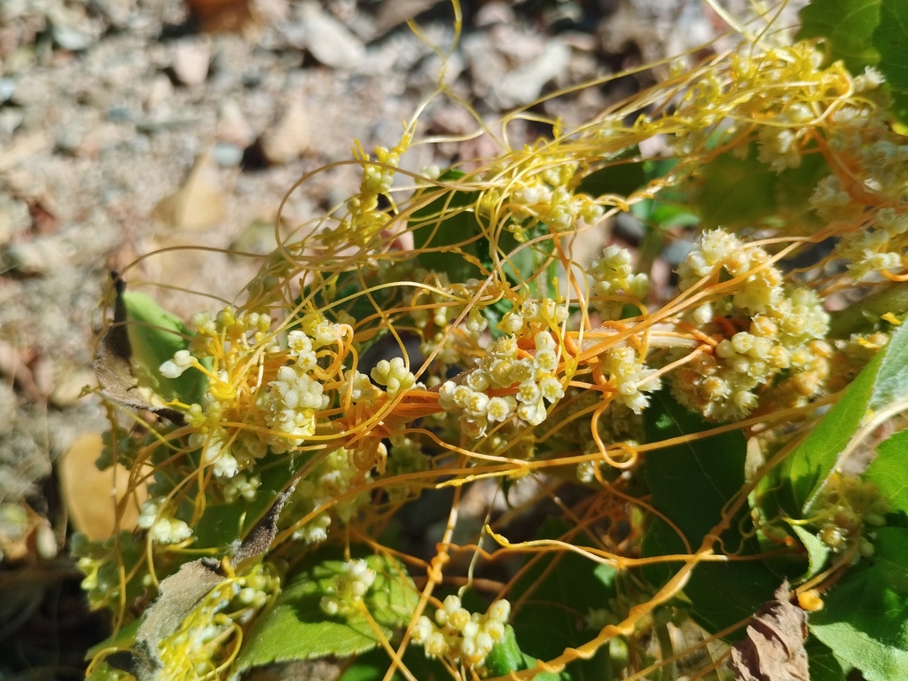 Cuscuta campestris (Field dodder), native California perennial