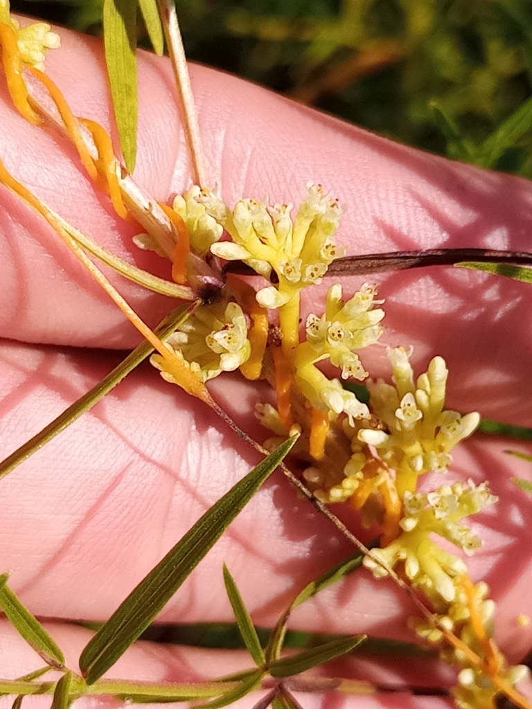 Cuscuta cephalanthi (Buttonbush dodder), native California vine