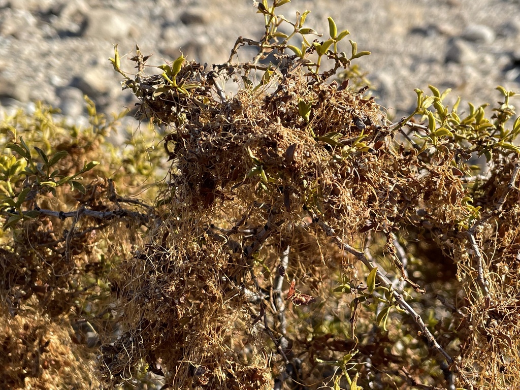 Cuscuta denticulata (Small-tooth dodder), native California vine