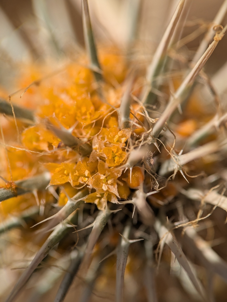 Cuscuta howelliana (Boggs lake dodder), native California vine