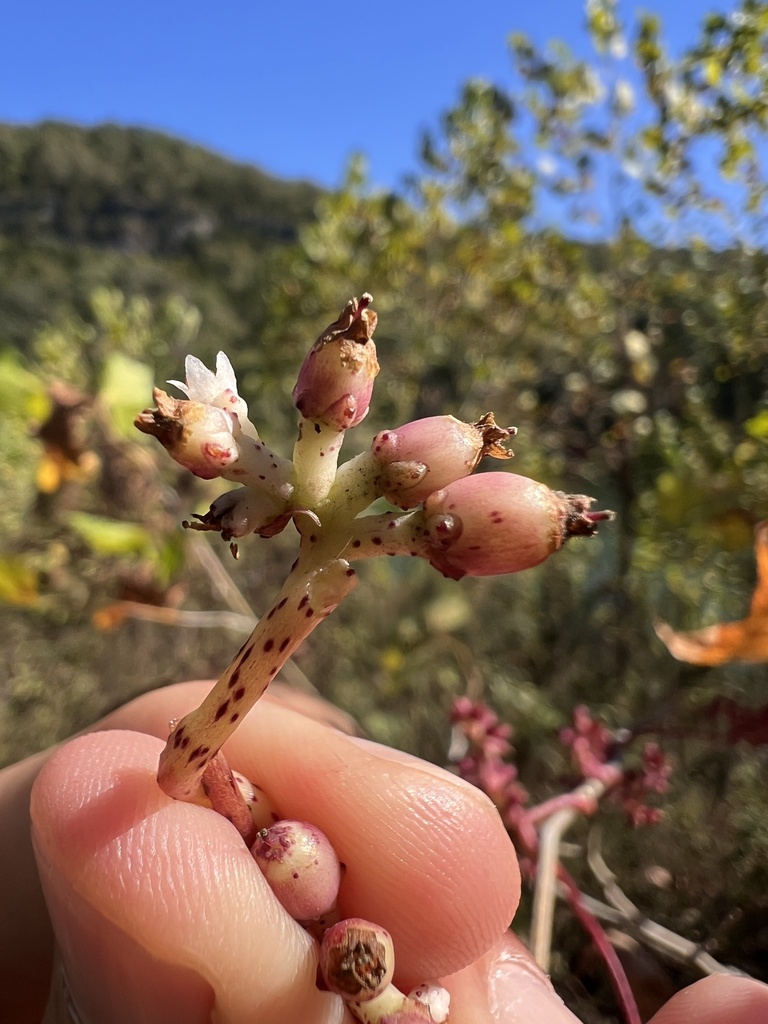 Cuscuta japonica (Japanese dodder), California vine