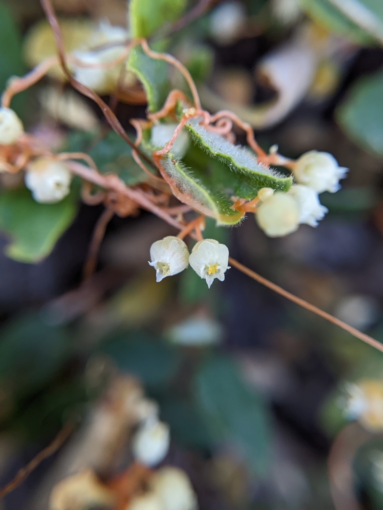 Cuscuta jepsonii (Jepson's dodder), native California perennial