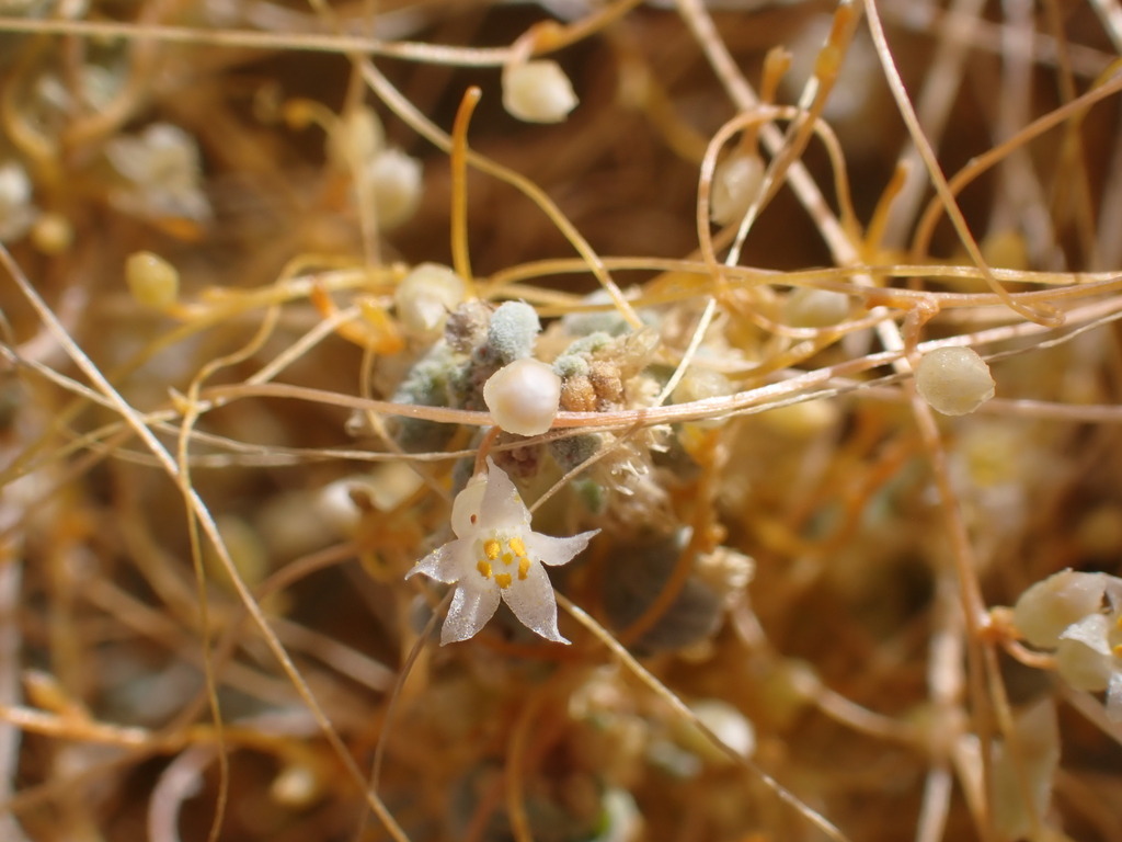 Cuscuta nevadensis (Desert dodder), native California perennial