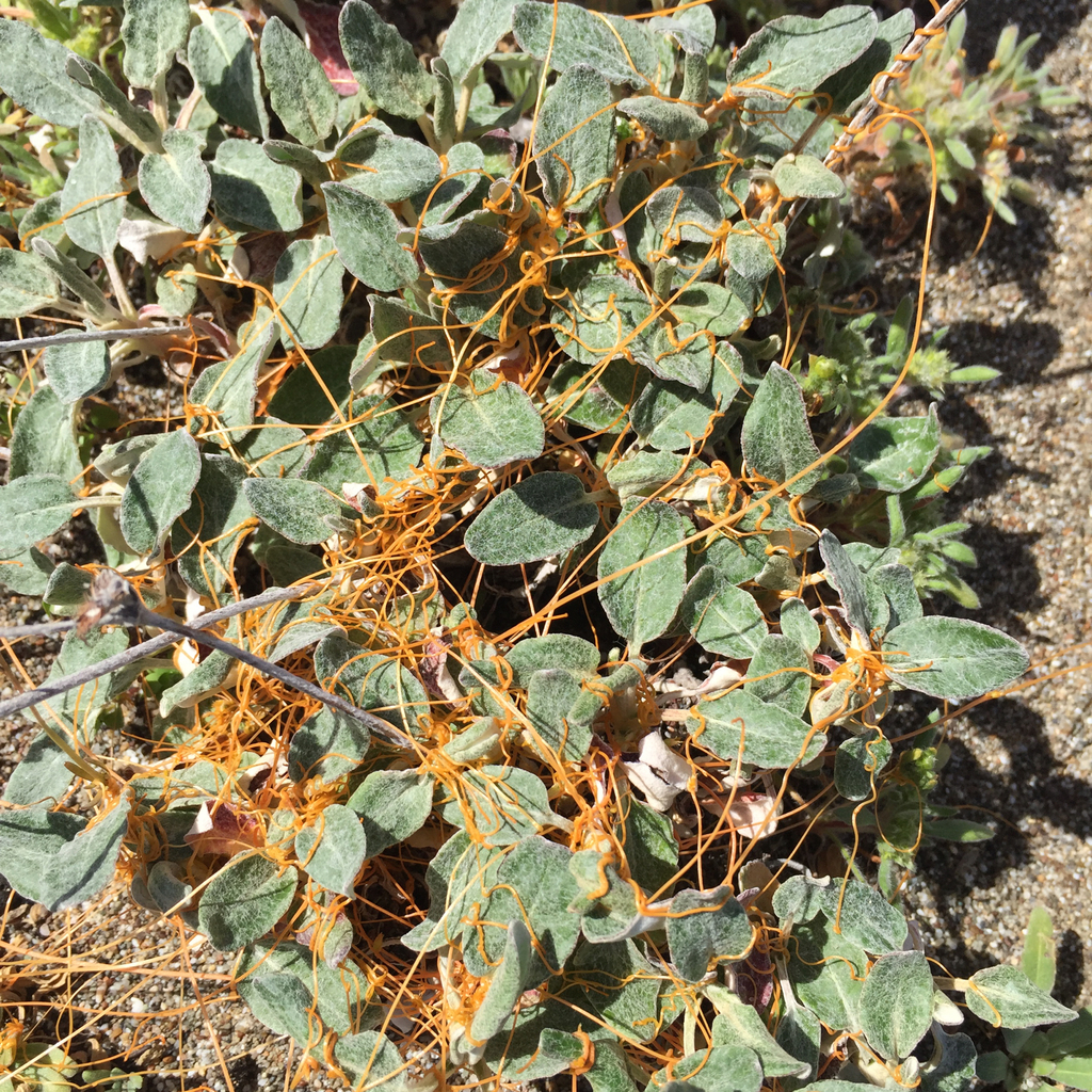 Cuscuta occidentalis (California dodder), native California perennial