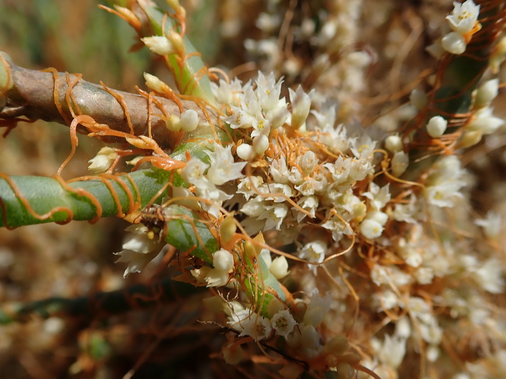 Cuscuta pacifica (Goldenthread), native California perennial