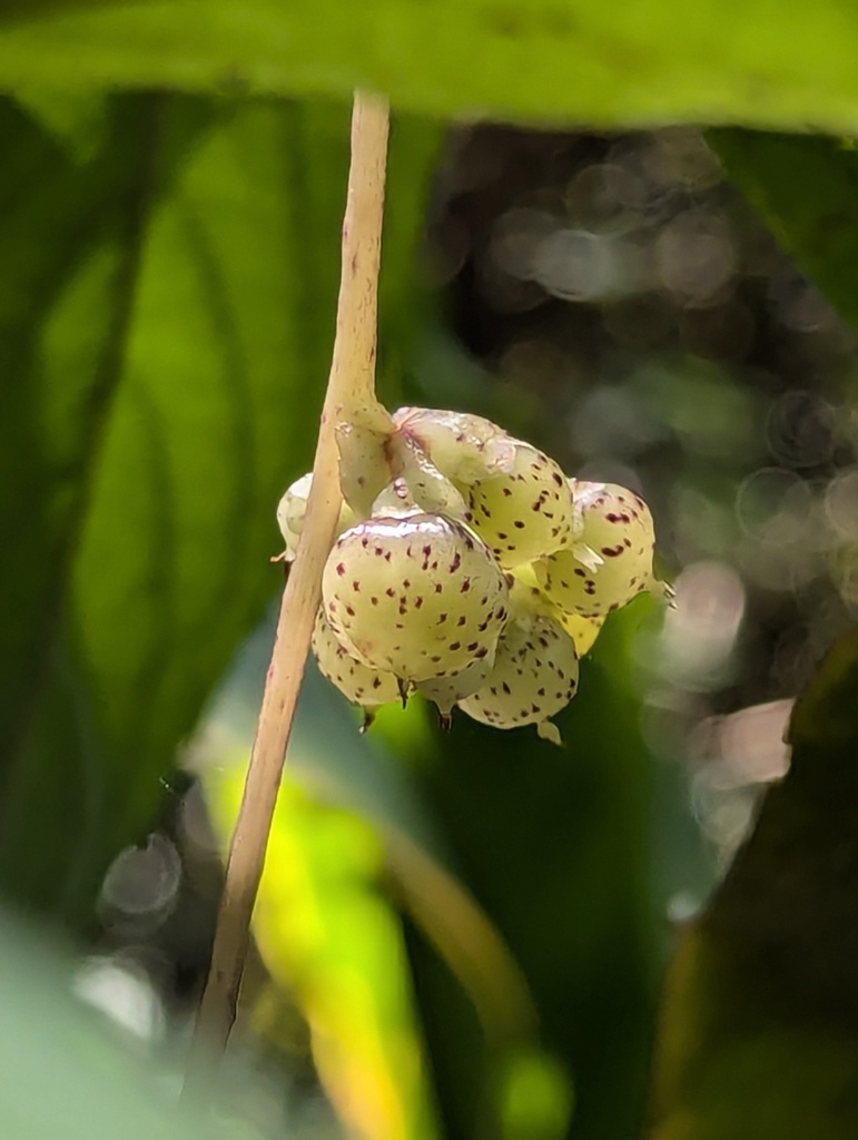Cuscuta reflexa (Giant dodder), non-native California vine