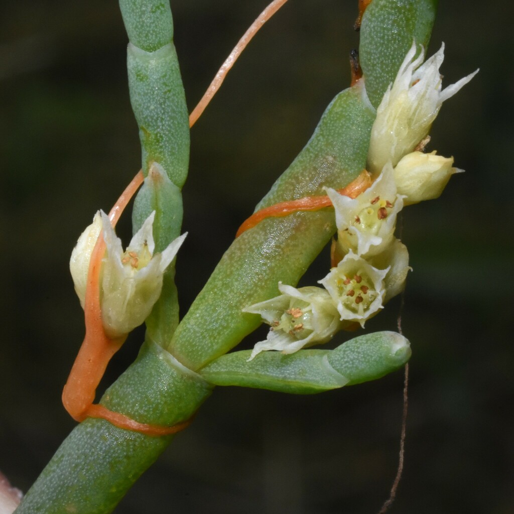 Cuscuta salina (Salt dodder), native California vine