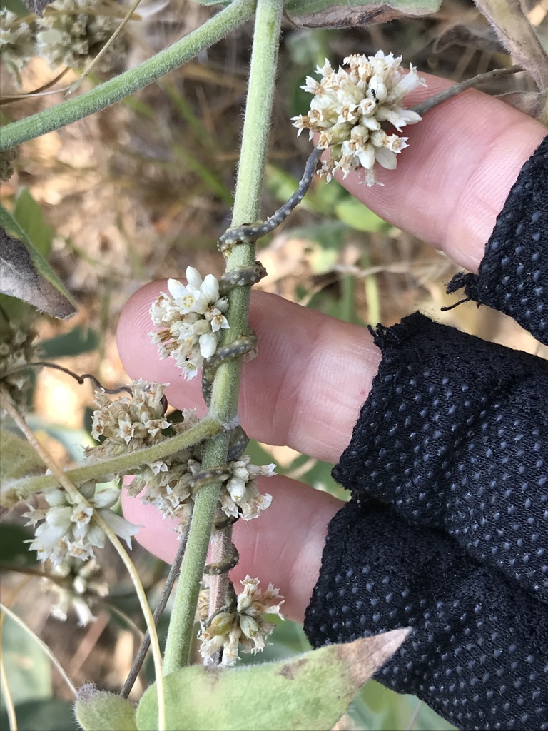 Cuscuta subinclusa (Canyon dodder), native California vine
