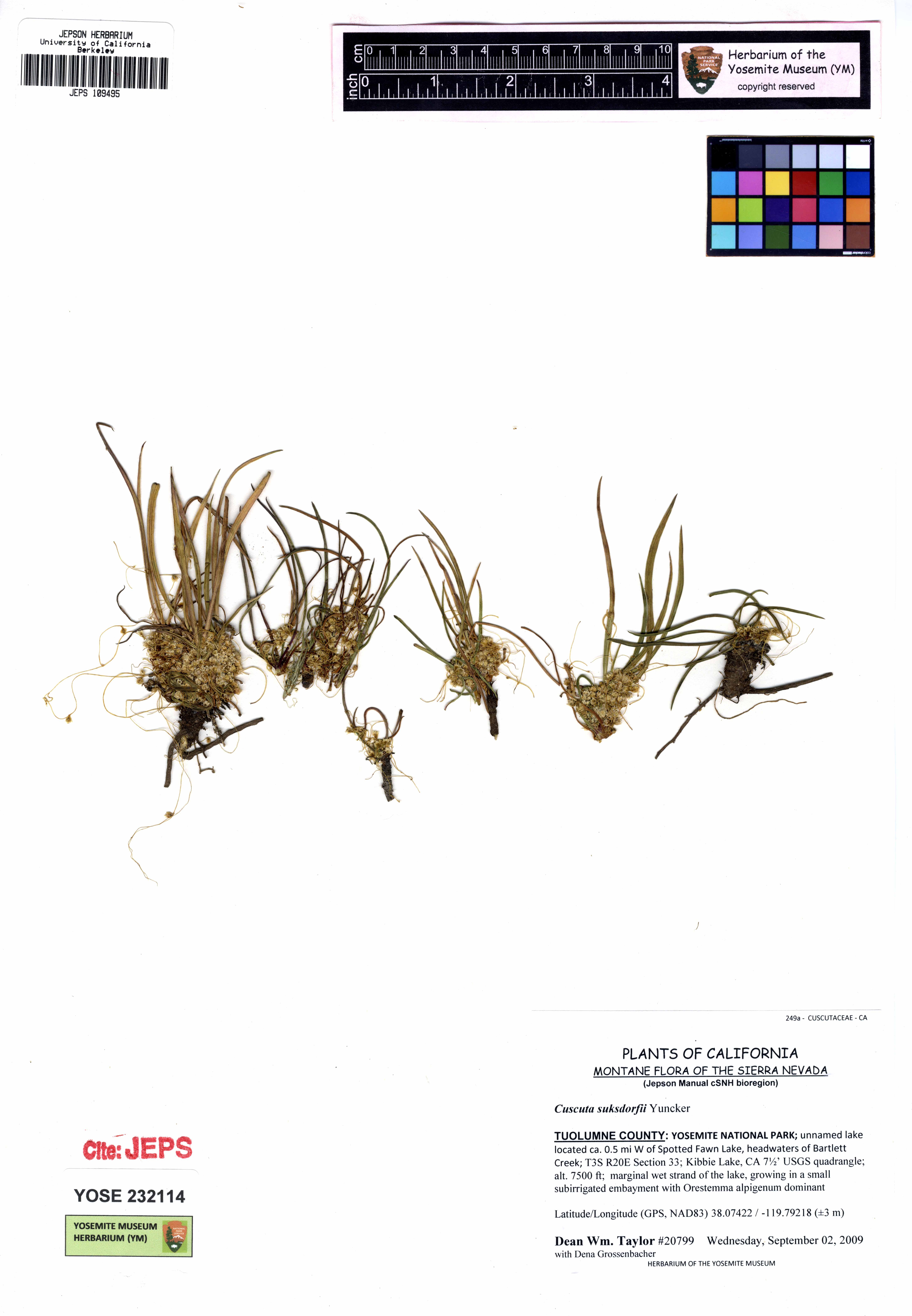 Cuscuta suksdorfii (Mountain dodder), native California vine