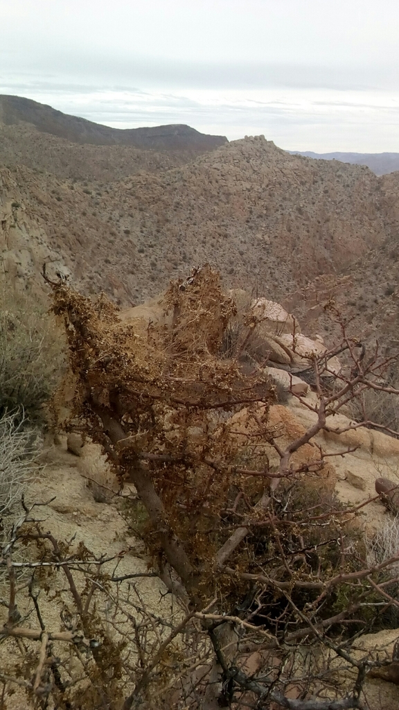 Cuscuta veatchii (Desert dodder), native California vine