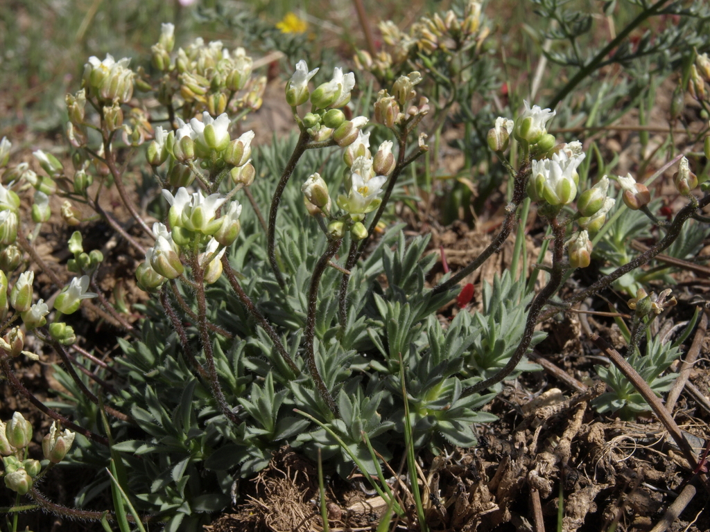 Cusickiella douglasii (Alkali cusickiella), native California herb