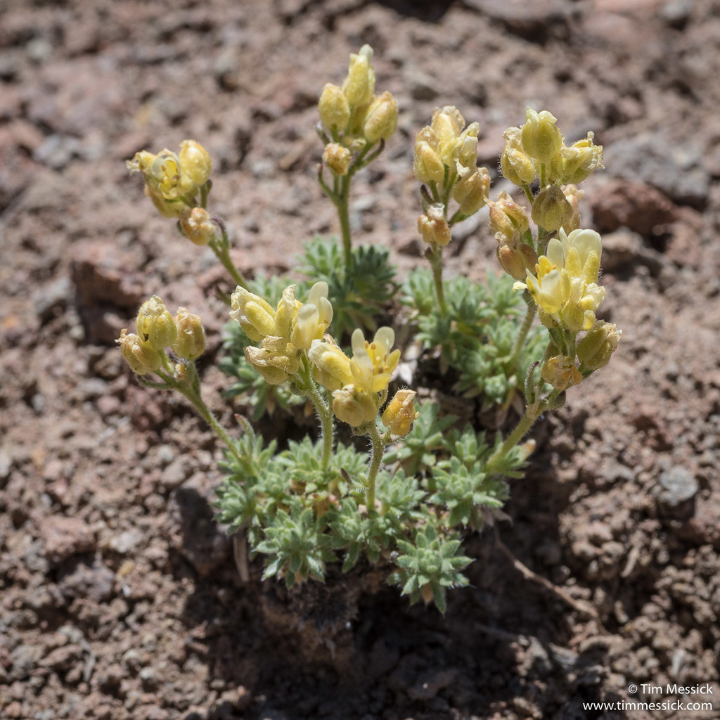 Cusickiella quadricostata (Bodie hills cusickiella), native California herb