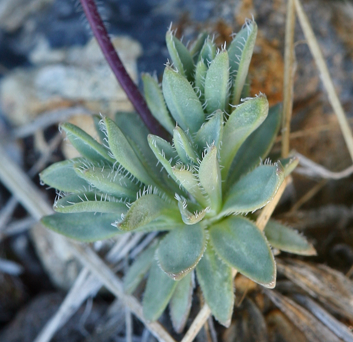 Cusickiella sp., native California perennial