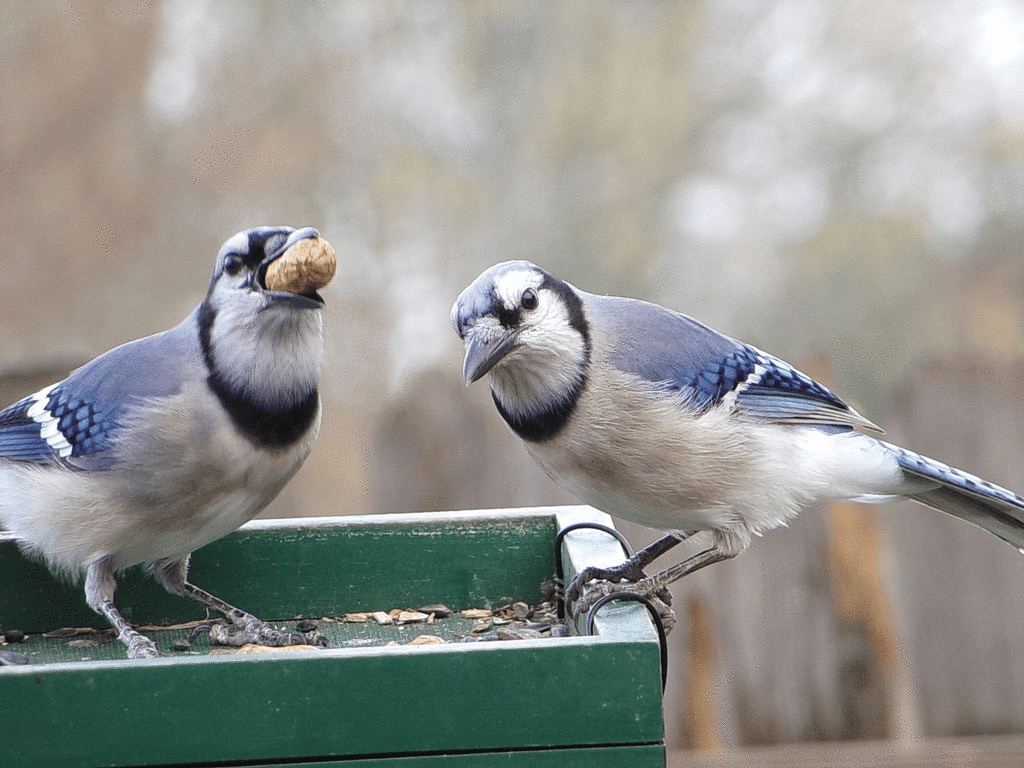 Cyanocitta cristata (Blue Jay), California species