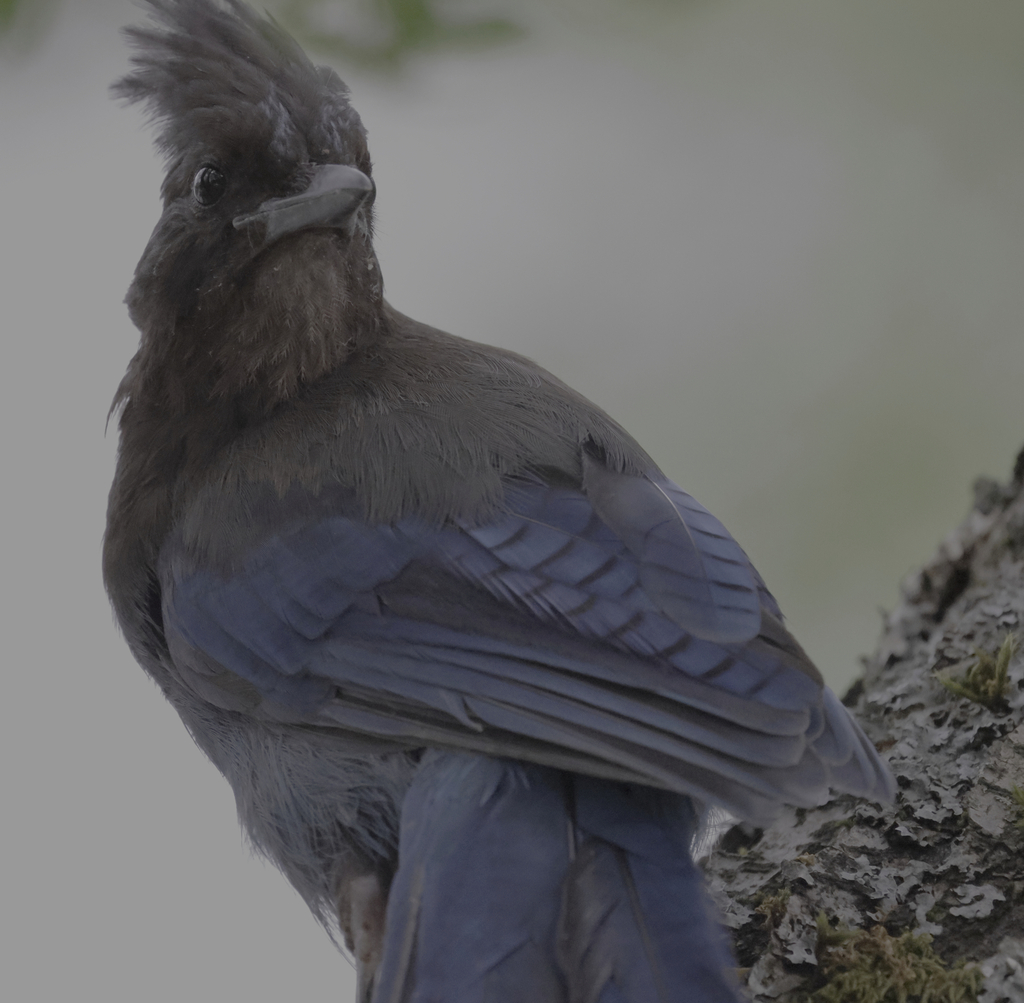 Cyanocitta stelleri (Steller's Jay), California species