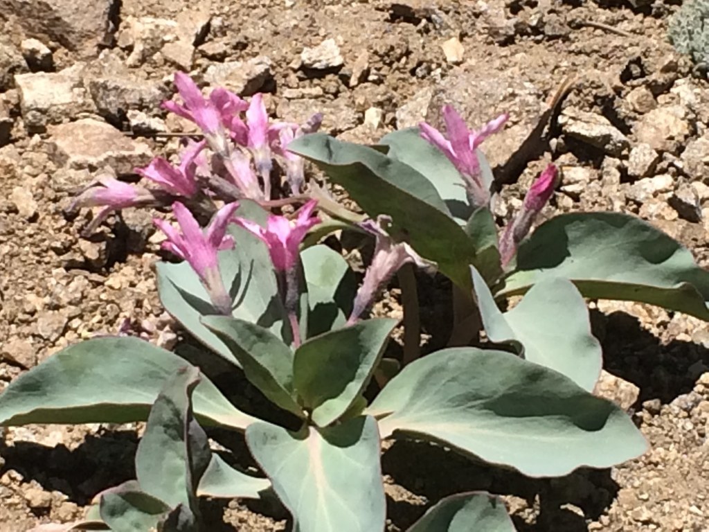 Cycladenia humilis var. jonesii (Jones' waxydogbane), native California herb