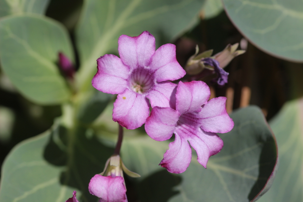 Cycladenia humilis (Cycladenia), native California herb