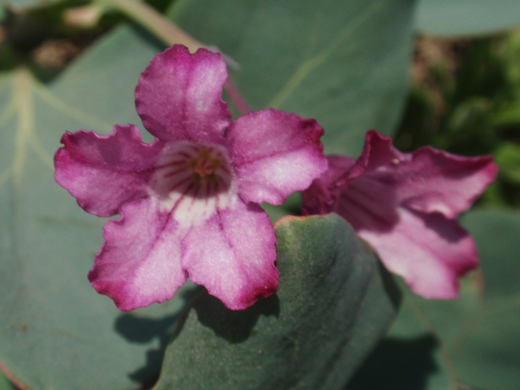 Cycladenia sp., non-native California perennial