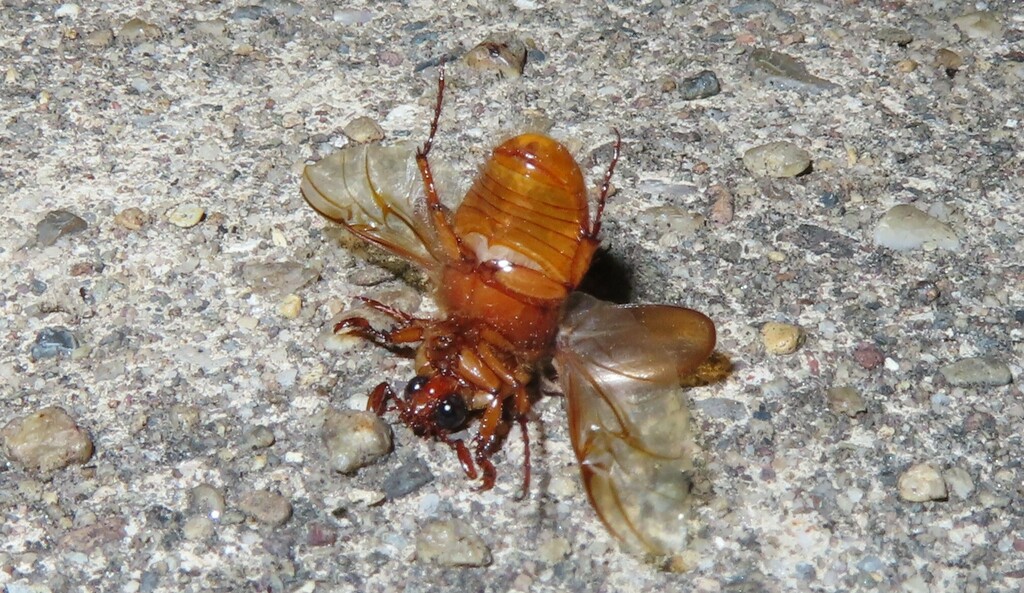 Cyclocephala lurida (Southern Masked Chafer), California species
