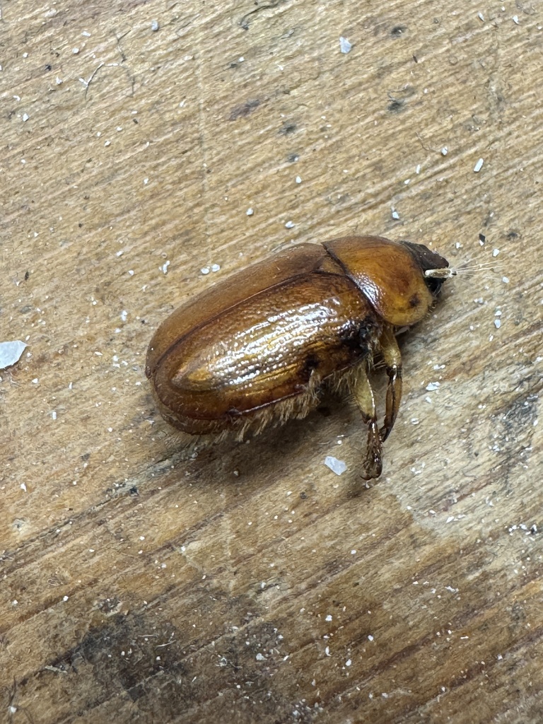 Cyclocephala pasadenae (Southwestern Masked Chafer), California species