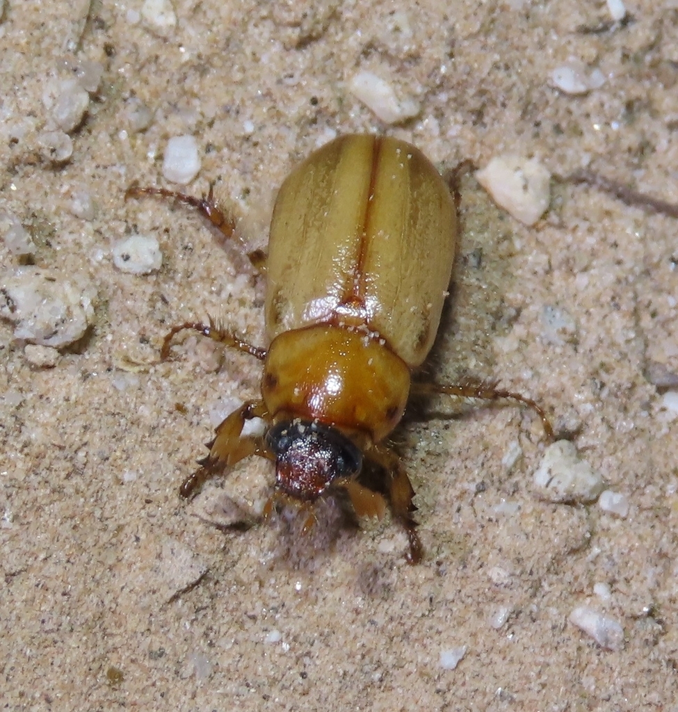 Cyclocephala wandae (Wandae Dune Beetle), California species