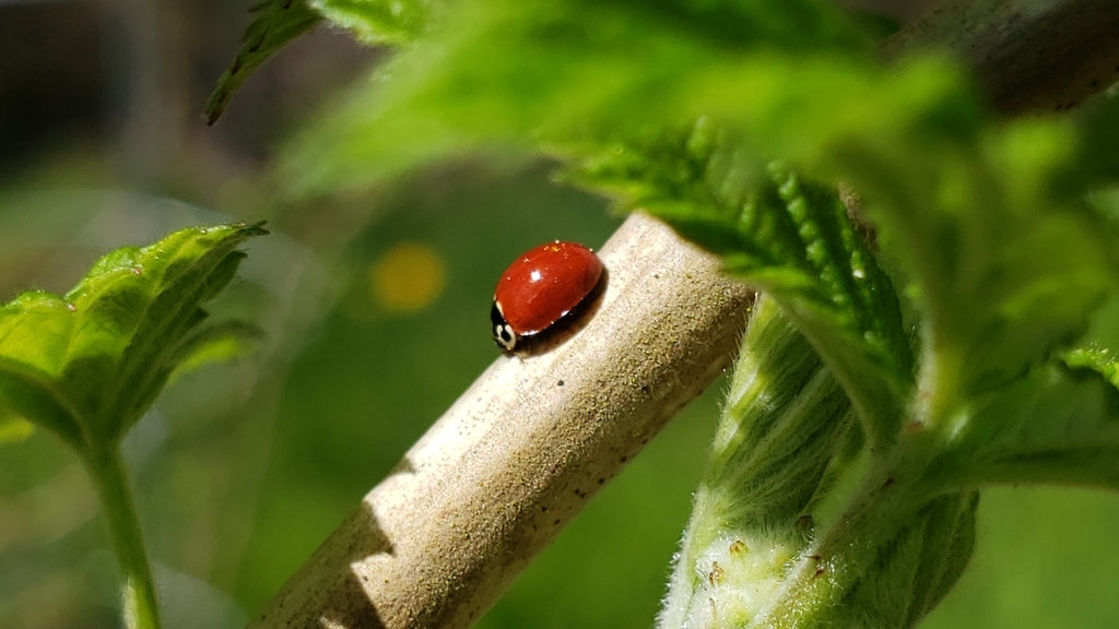 Cycloneda polita (Western Polished Lady Beetle), California species