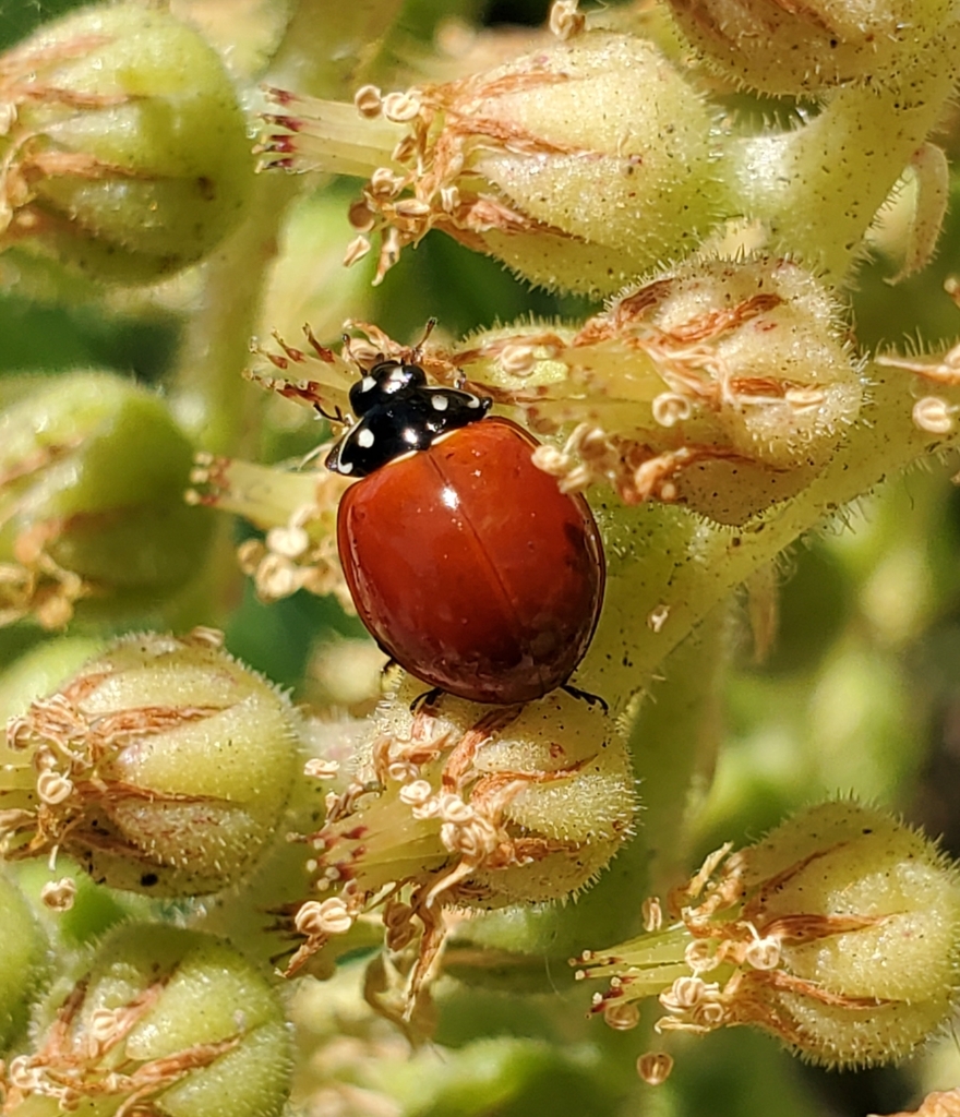 Cycloneda sanguinea (Spotless Lady Beetle), California species