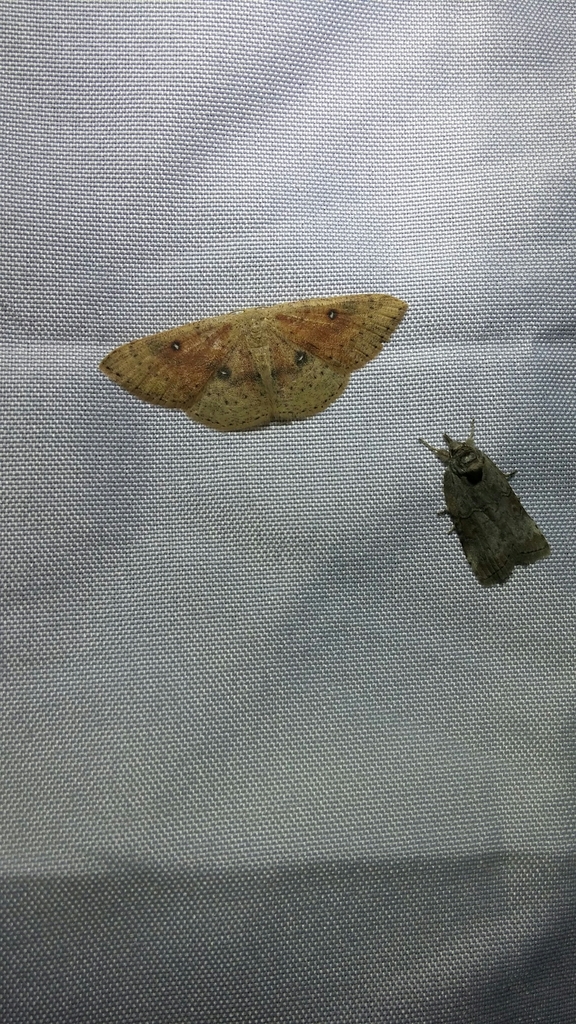 Cyclophora dataria, California species
