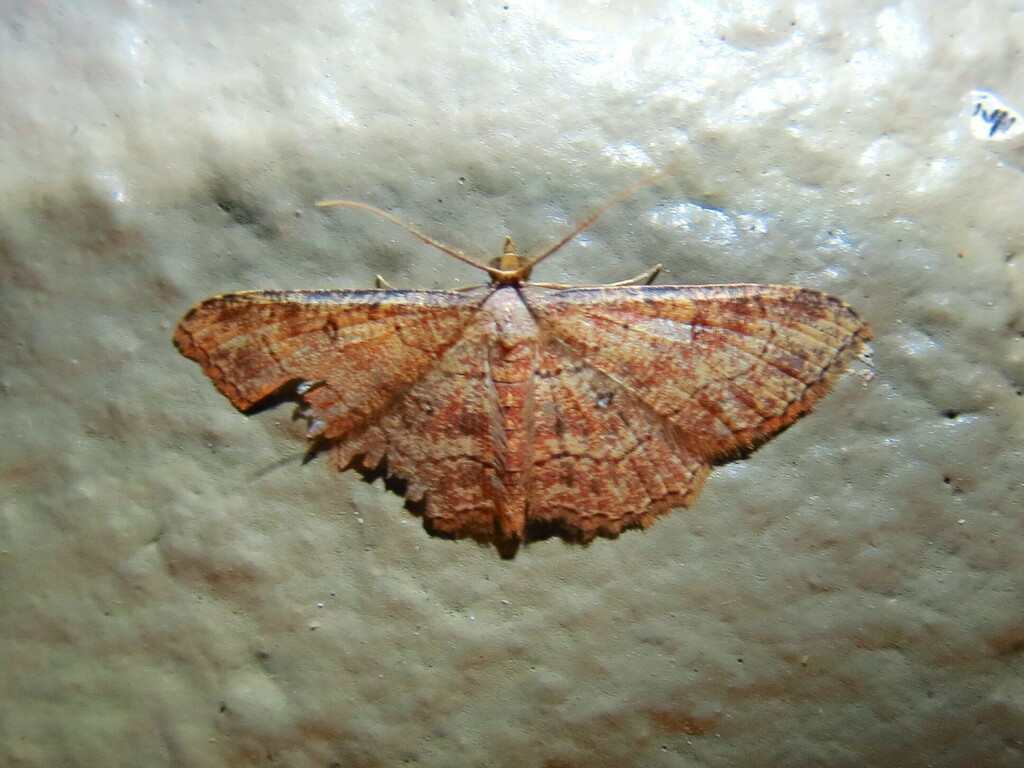 Cyclophora nanaria, California species